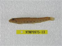 藏品(中華鰍)的圖片